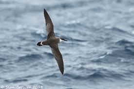 Image result for Puffinus gravis