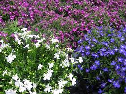 Image result for Männertreu