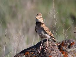 Image result for Melanocorypha bimaculata