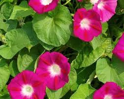 Attēlu rezultāti vaicājumam “Calystegia inflata flower”