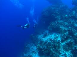 Resultado de imagen para cozumel dive