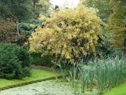 Attēlu rezultāti vaicājumam “Fraxinus excelsior Pendula fruit”