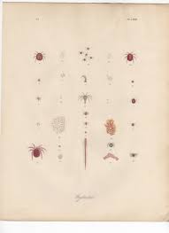 Attēlu rezultāti vaicājumam “Hydrachna”