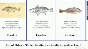 Image result for Argyrosomus coronus