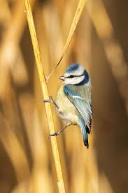 Image result for Cyanistes caeruleus