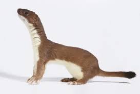 Attēlu rezultāti vaicājumam “Mustela nivalis”