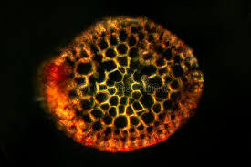 Attēlu rezultāti vaicājumam “Pohlia nutans sporophyte”