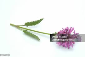 Attēlu rezultāti vaicājumam “Stachys officinalis bud”