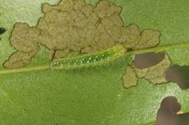 Attēlu rezultāti vaicājumam “Craniophora ligustri imago”