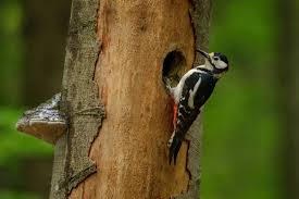 Attēlu rezultāti vaicājumam “Dendrocopos major male”