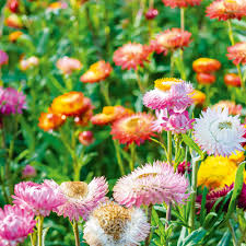 Image result for Helichrysum lindleyii