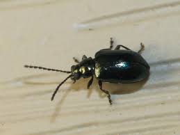 Attēlu rezultāti vaicājumam “Altica sp.”