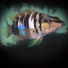 Image result for Serranus scriba