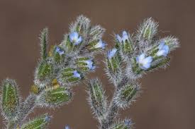 Attēlu rezultāti vaicājumam “Myosotis stricta”