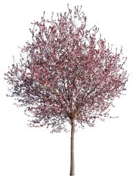 Attēlu rezultāti vaicājumam “Prunus cerasifera”