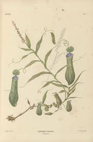 Attēlu rezultāti vaicājumam “Tubifera dudkae”