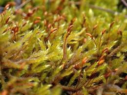 Attēlu rezultāti vaicājumam “Gymnostomum calcareum macro”