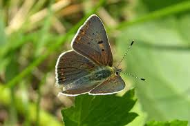 Attēlu rezultāti vaicājumam “Lycaena tityrus male”