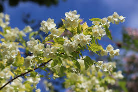 Attēlu rezultāti vaicājumam “Philadelphus coronarius leaf”