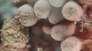 Attēlu rezultāti vaicājumam “Heterotrichia insignis (syn. Arcyria insignis) macro”