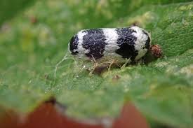 Attēlu rezultāti vaicājumam “Ichneumonidae cocoon”