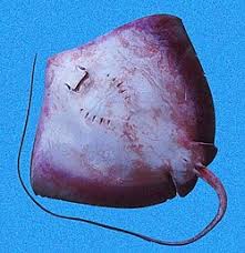 Image result for Hypanus longus