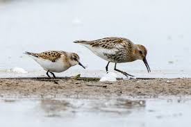 Attēlu rezultāti vaicājumam “Calidris minuta”