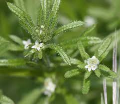 Attēlu rezultāti vaicājumam “Galium elongatum flower”