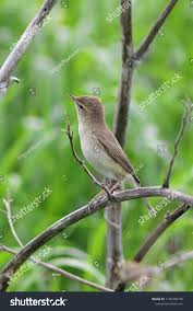 Attēlu rezultāti vaicājumam “Hippolais caligata adult”