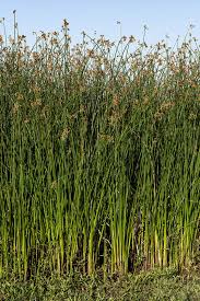 Attēlu rezultāti vaicājumam “Schoenoplectus lacustris subsp. glaucus fruit”