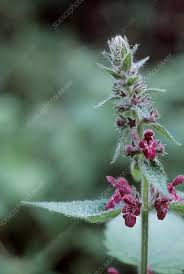 Attēlu rezultāti vaicājumam “Stachys sylvatica”