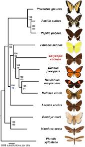 Attēlu rezultāti vaicājumam “Lepidoptera”