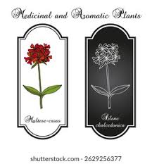 Attēlu rezultāti vaicājumam “Silene chalcedonica fruit”