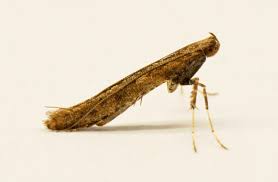 Attēlu rezultāti vaicājumam “Caloptilia hemidactylella”