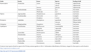 Attēlu rezultāti vaicājumam “Harmandia”