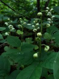 Attēlu rezultāti vaicājumam “Pyrola chlorantha bud”