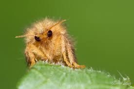 Attēlu rezultāti vaicājumam “Phymatopus hecta”