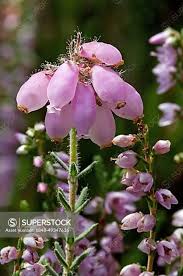Attēlu rezultāti vaicājumam “Erica tetralix flower”