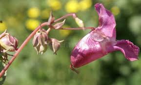 Attēlu rezultāti vaicājumam “Impatiens glandulifera leaf”