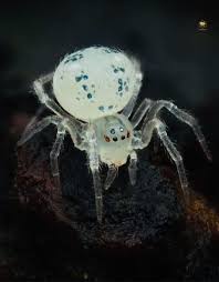 Attēlu rezultāti vaicājumam “Paidiscura pallens”