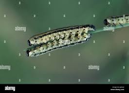 Attēlu rezultāti vaicājumam “Neodiprion sertifer larva”