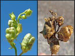 Attēlu rezultāti vaicājumam “Linaria vulgaris bud”