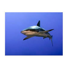 Image result for Carcharhinus amblyrhynchos