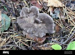 Attēlu rezultāti vaicājumam “Polyporus melanopus”