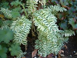 Attēlu rezultāti vaicājumam “Polemonium caeruleum fruit”