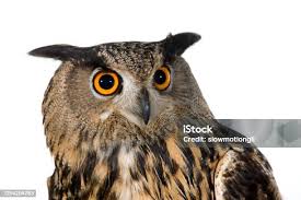 Attēlu rezultāti vaicājumam “Bubo bubo adult”