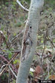 Attēlu rezultāti vaicājumam “Hymenoscyphus fraxineus”