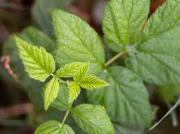 Attēlu rezultāti vaicājumam “Rubus idaeus leaf”