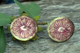 Attēlu rezultāti vaicājumam “Rhynchospora alba fruit”