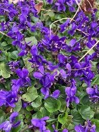 Image result for Viola odorata